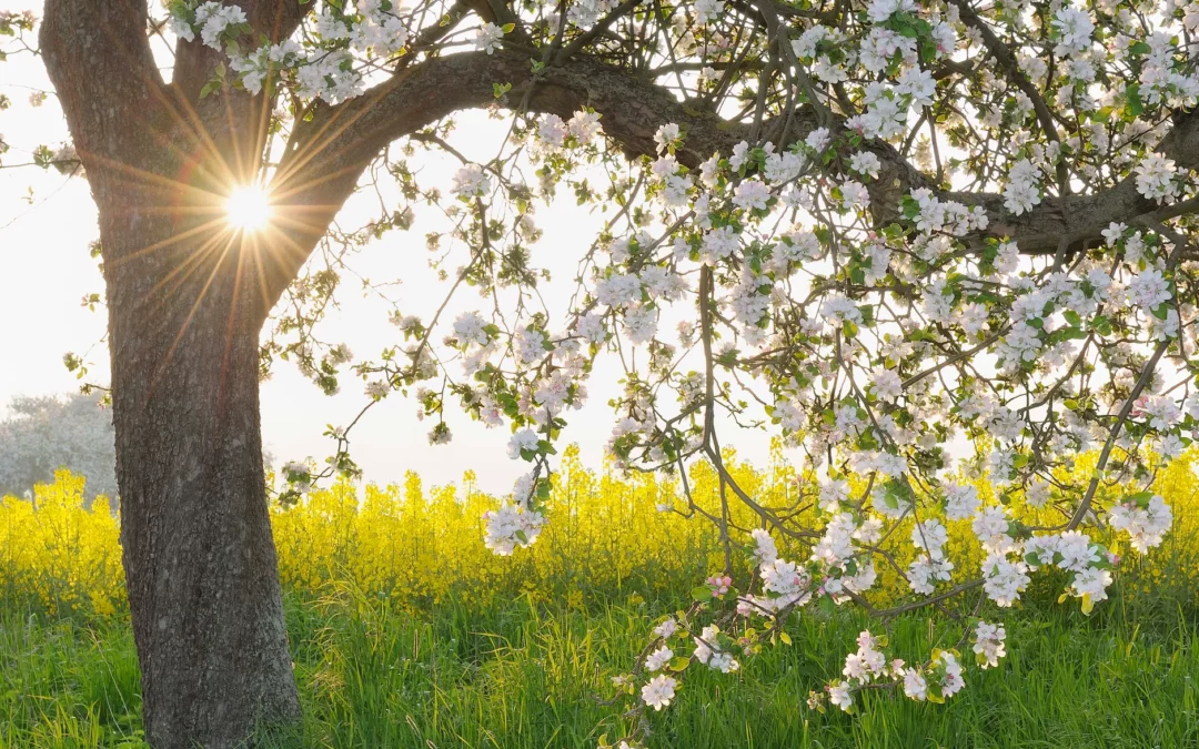 Ricami di Luce: la magia della rinascita